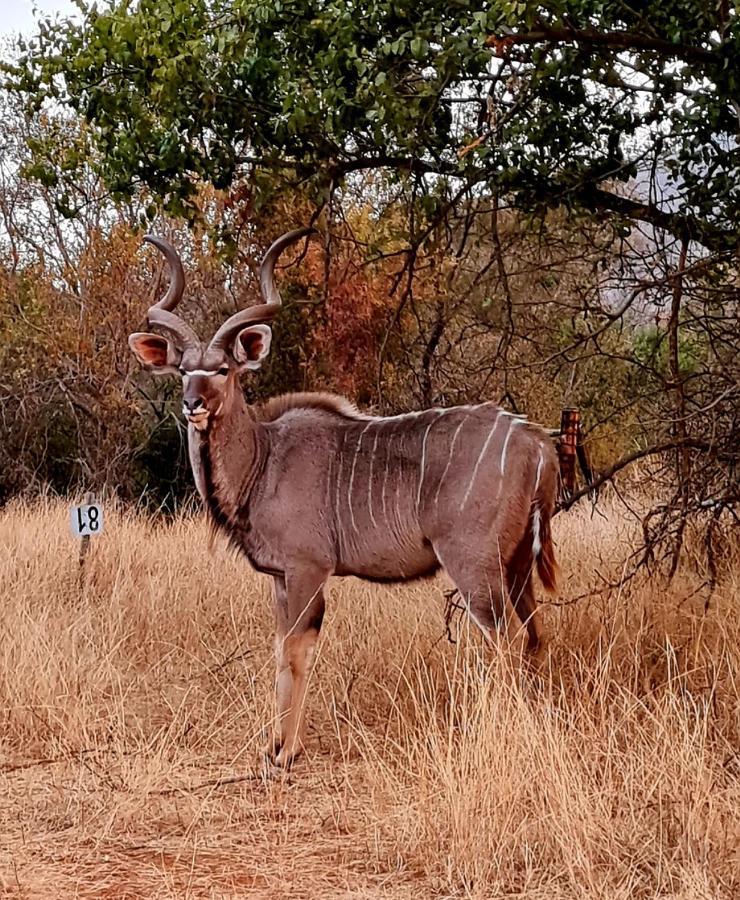 66 Sharalumbi Wildlife Estate Lägenhet Lydenburg Exteriör bild