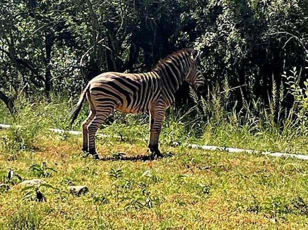 66 Sharalumbi Wildlife Estate Lägenhet Lydenburg Rum bild