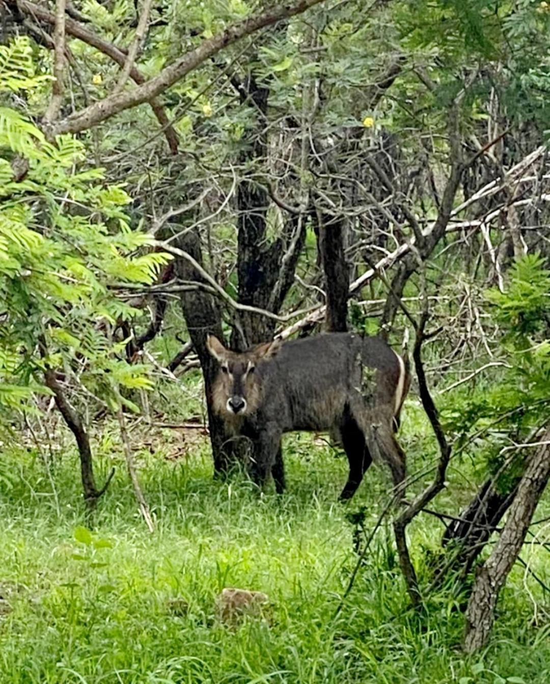 66 Sharalumbi Wildlife Estate Lägenhet Lydenburg Rum bild